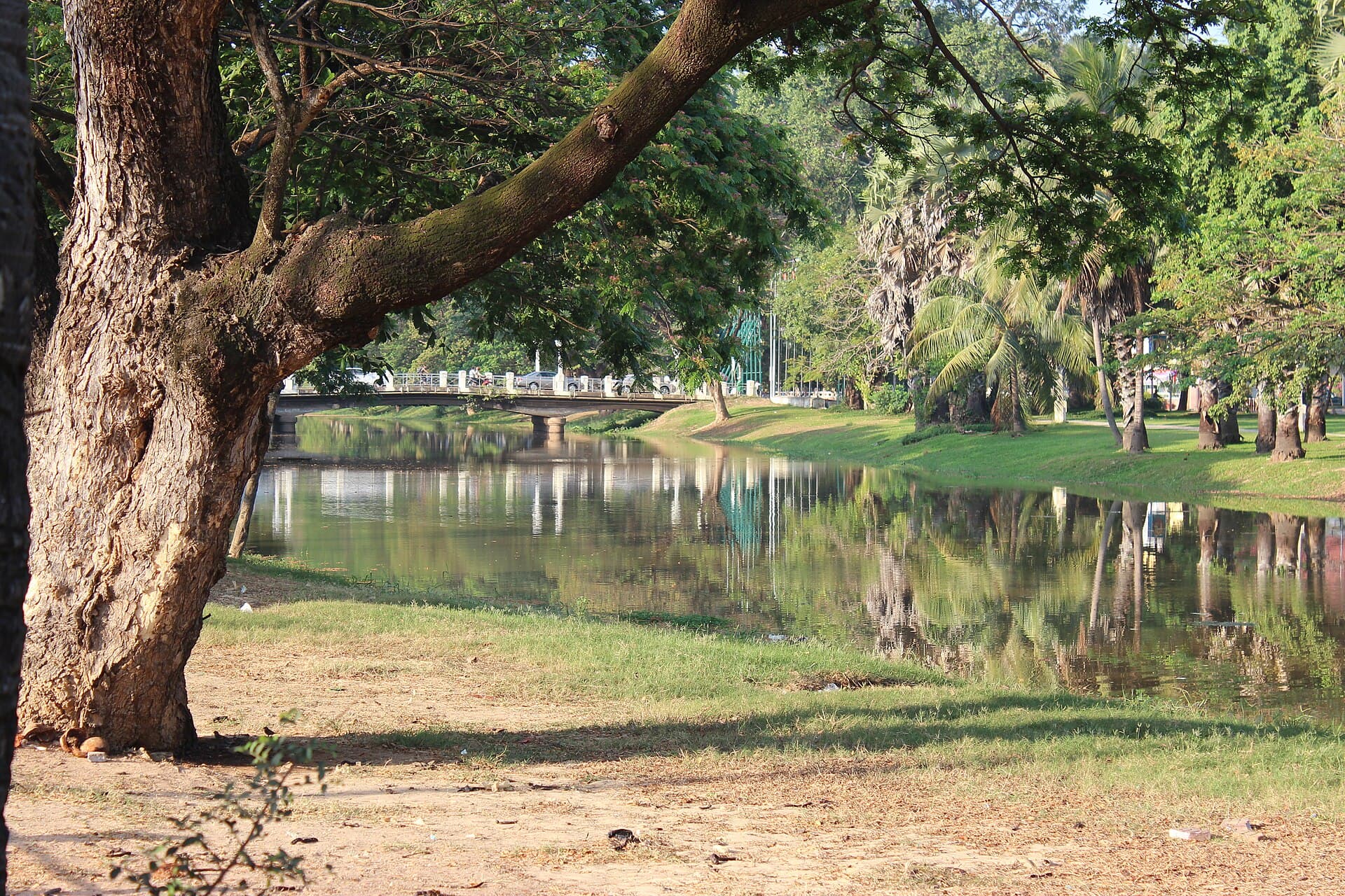 The Siem Reap River lined with trees