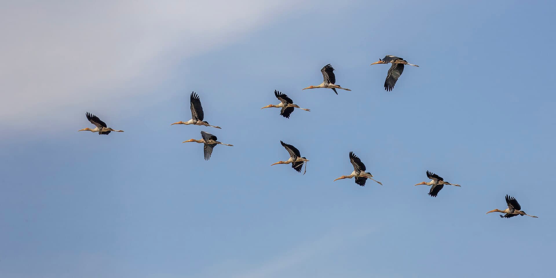 Painted storks in flight at the Pearaing Biodiversity Conservation Center, Siem Reap