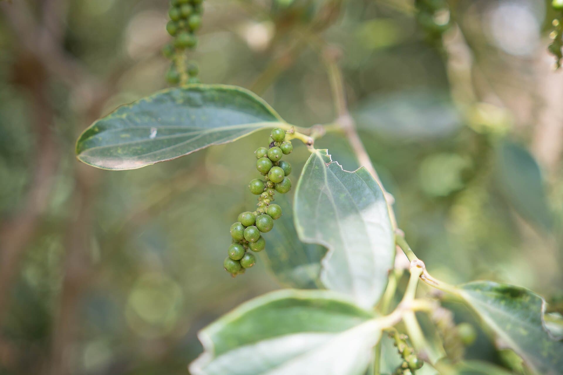 Kampot pepper berries on the vine