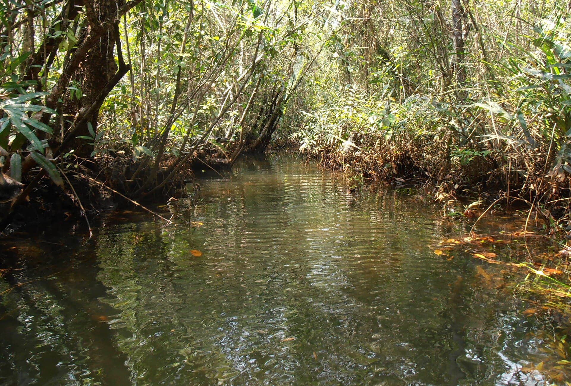Mangrove forests in Koh Kong Province