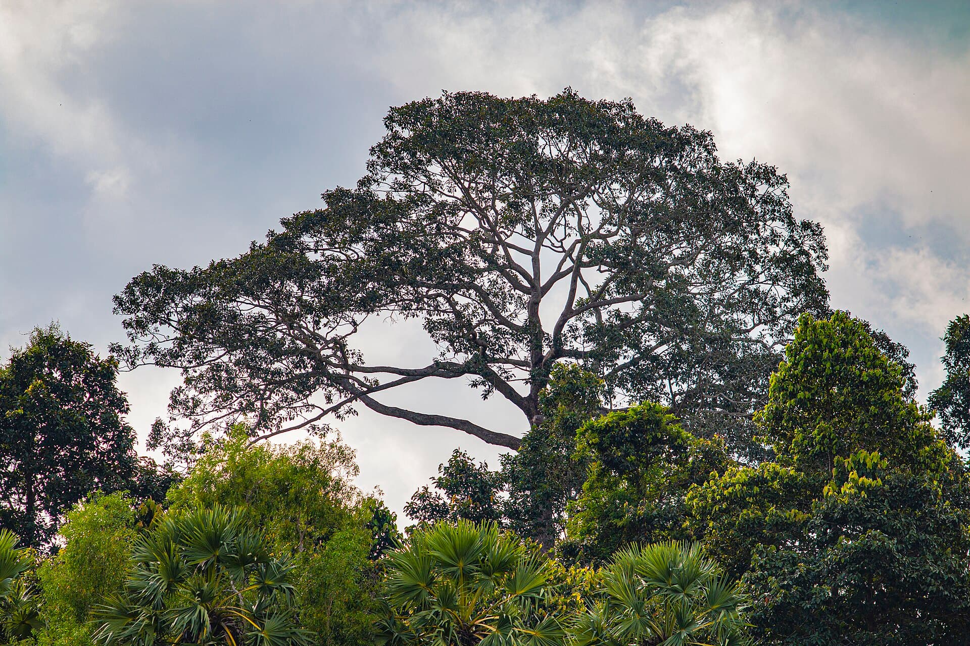 One of the biggest and oldest trees in Prey Veng Province