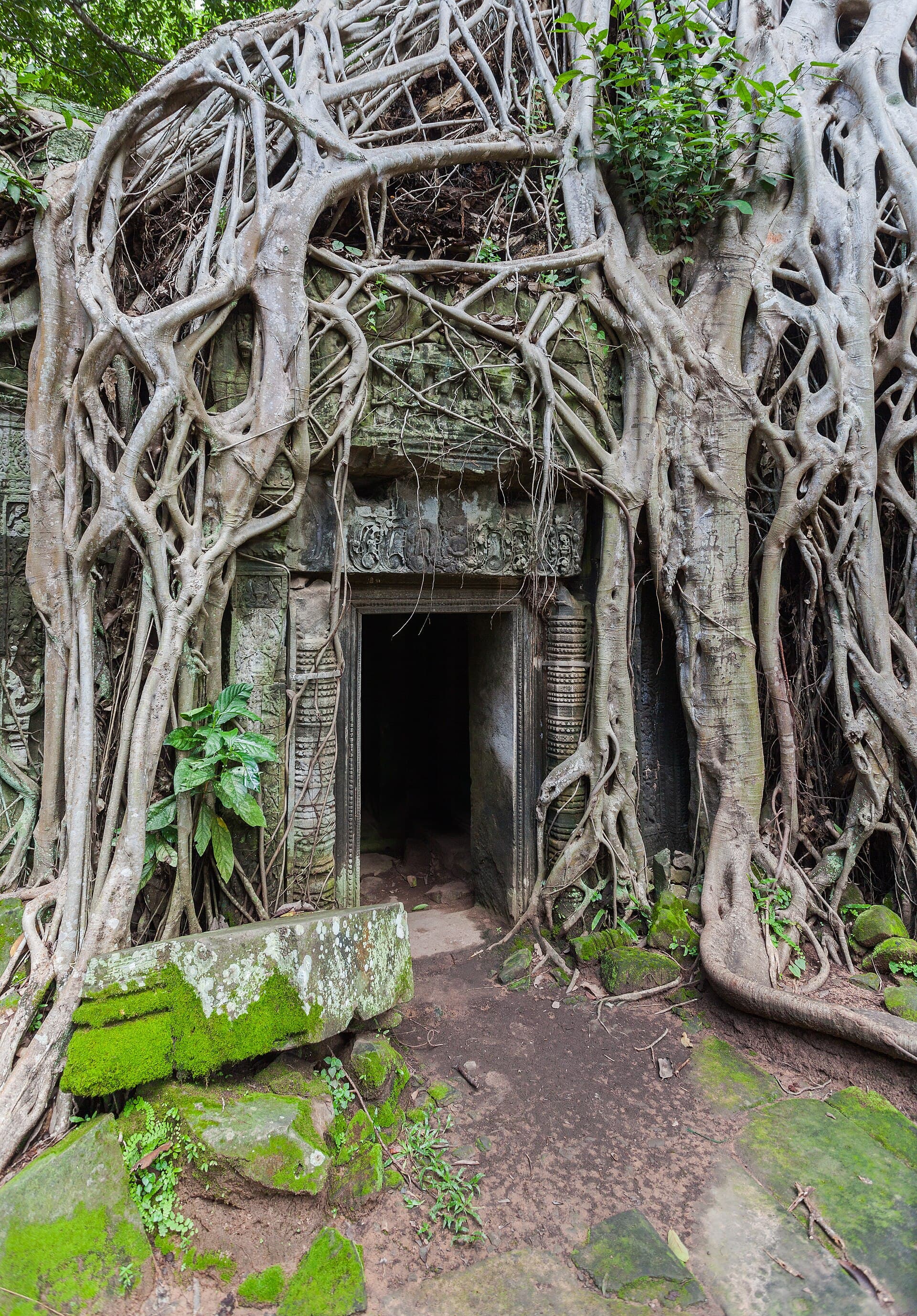 Tree roots over a doorway at Ta Prohm