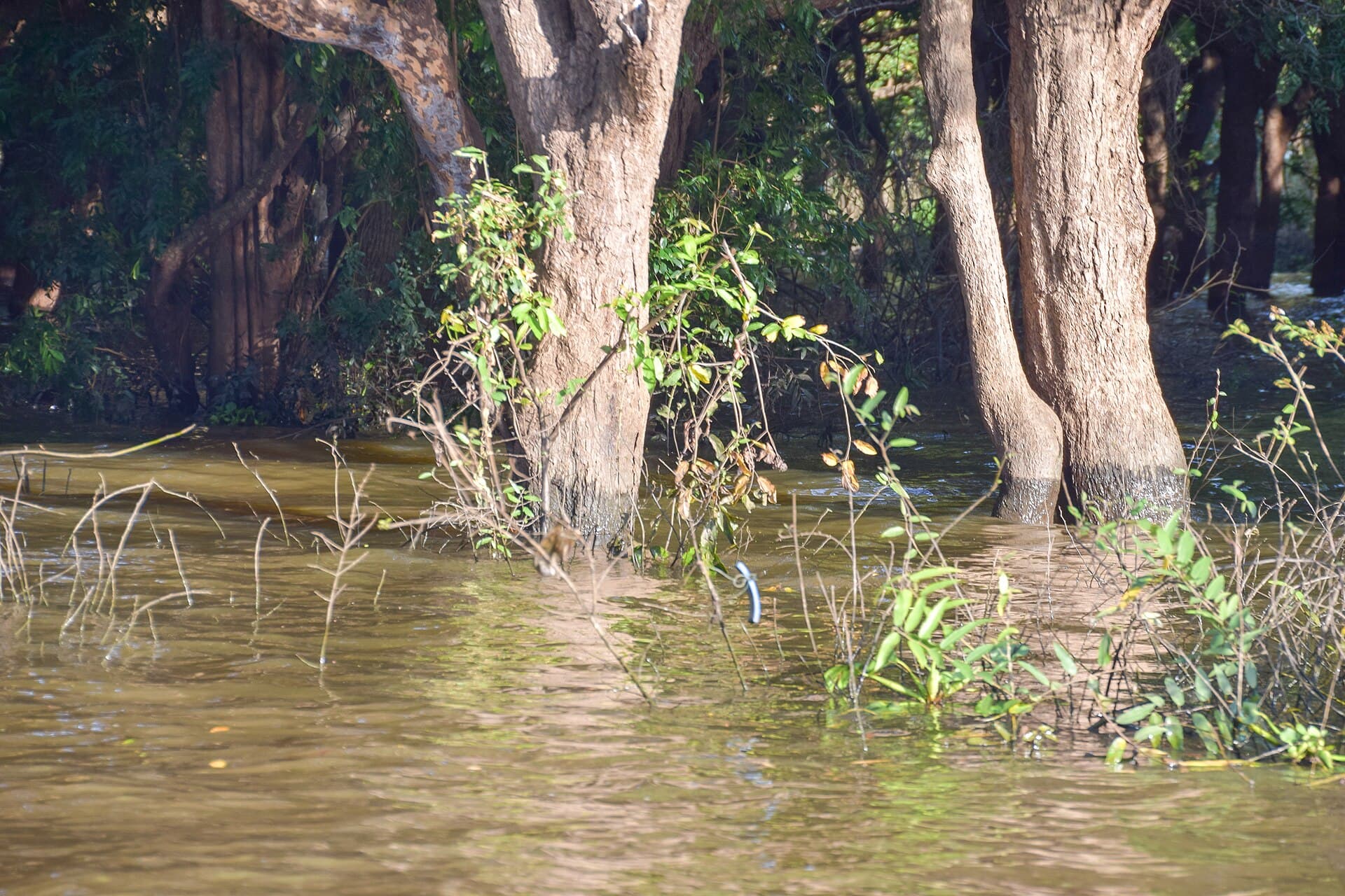 Flooded trees at Kampong Phlouk, Siem Reap Province