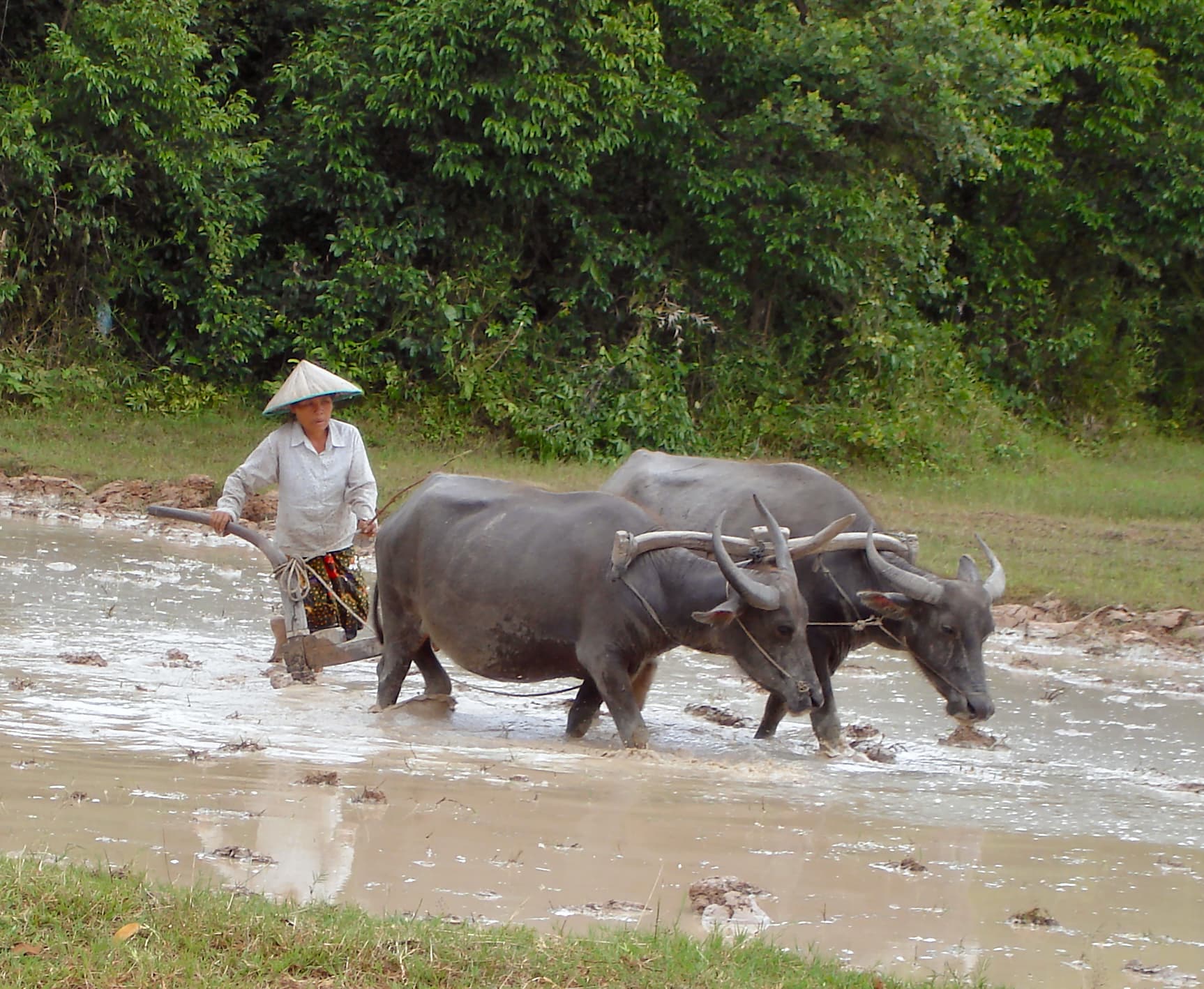 Water buffaloes ploughing a paddy field in the Angkor region
