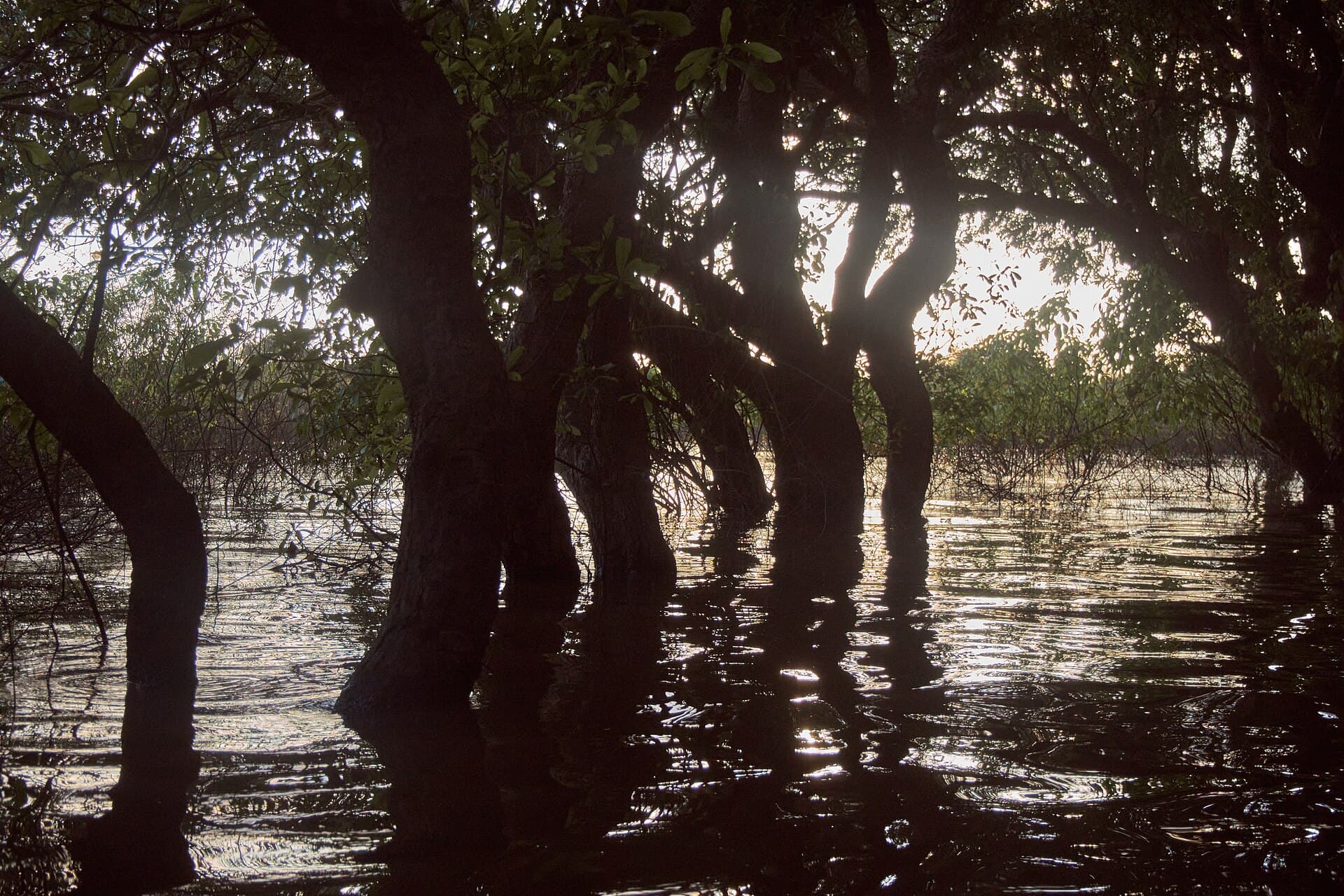 Trees standing in flooded water on Tonle Sap Lake
