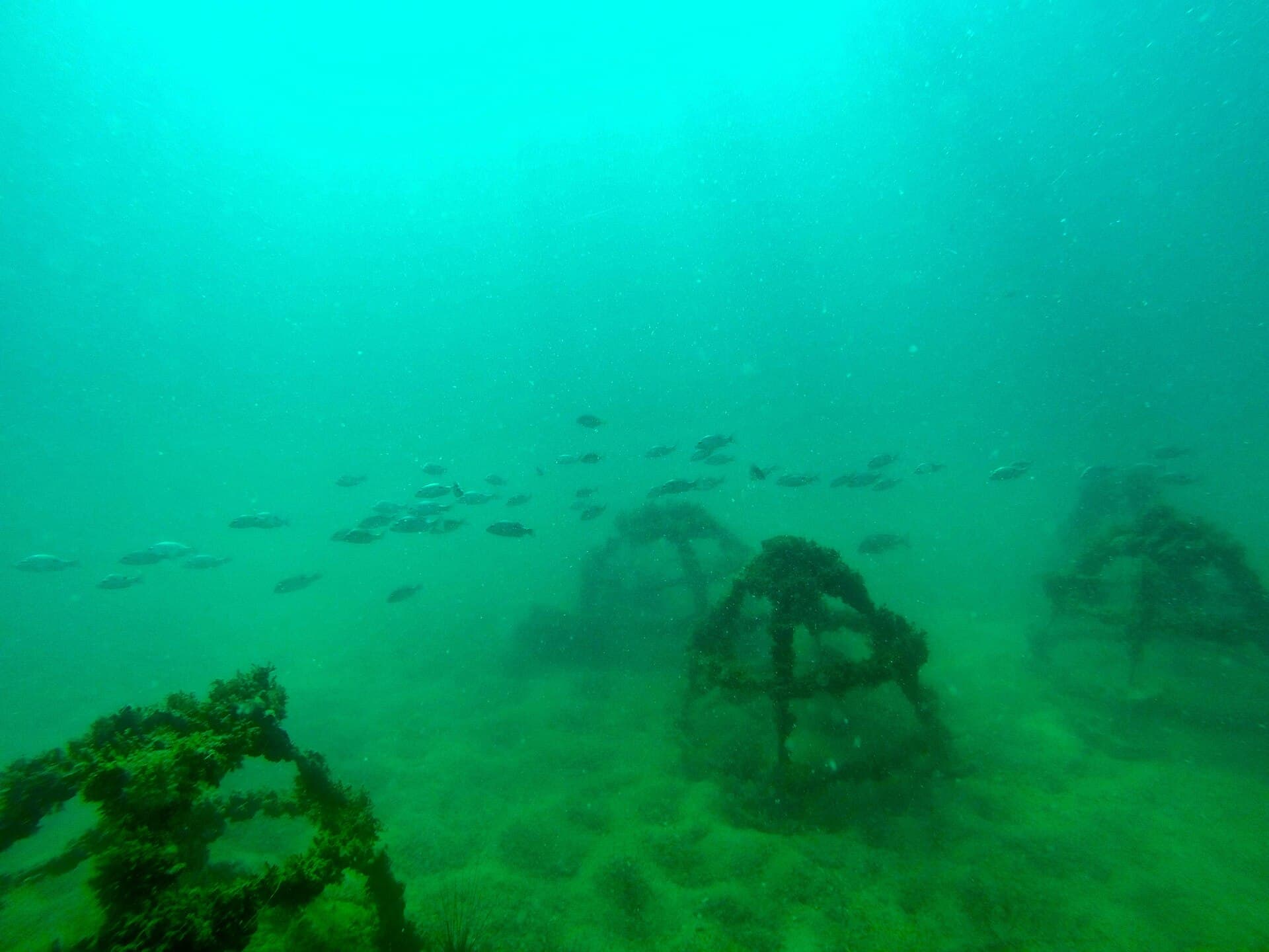 Artificial coral reef pods and fish off the Cambodian coast