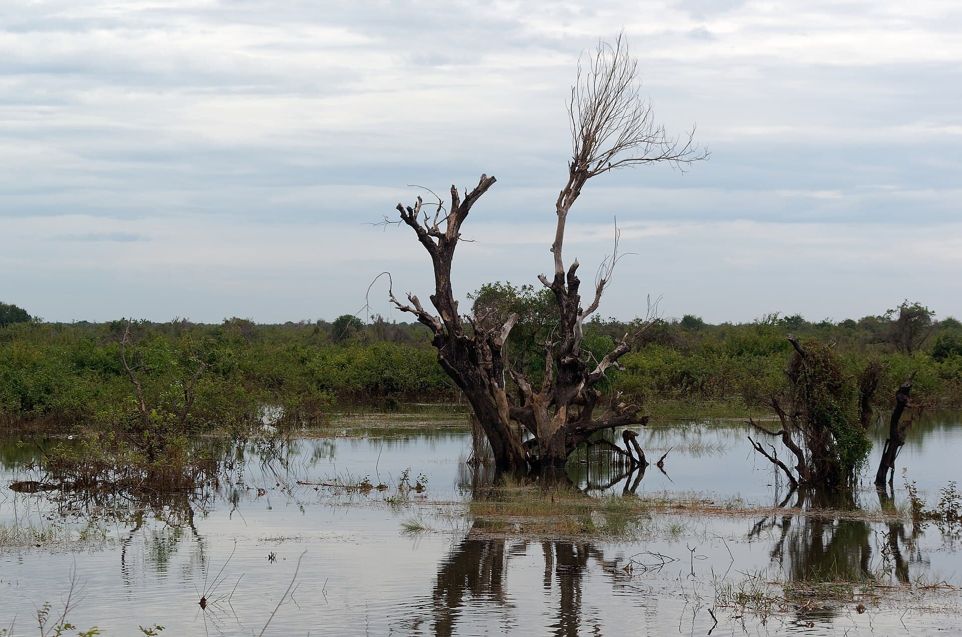 Trees standing in flooded water during the high-water season on Tonle Sap Lake