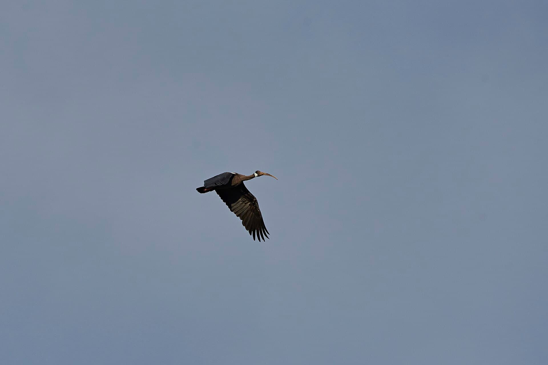A white-shouldered ibis in flight near Sre Pok Wildlife Sanctuary