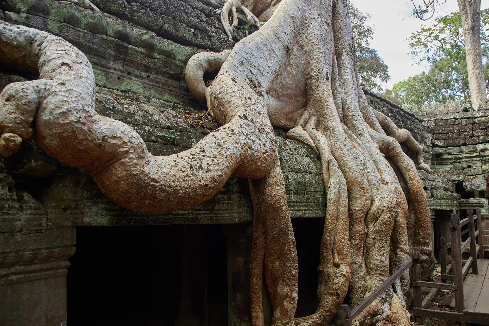 Strangler-fig roots over the stone walls of Ta Prohm temple