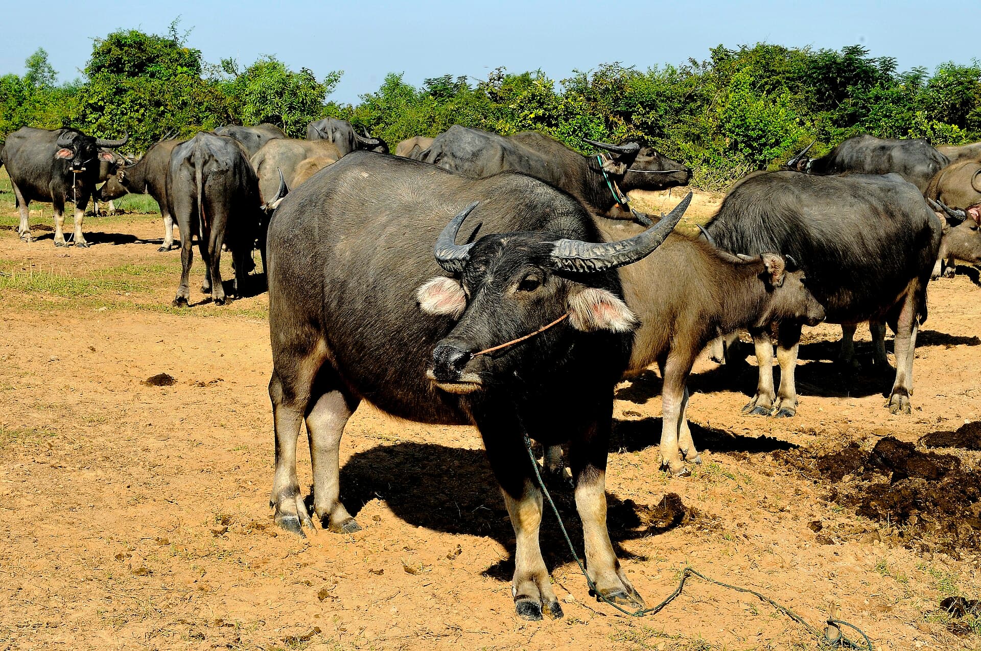 Water buffaloes standing on dry ground